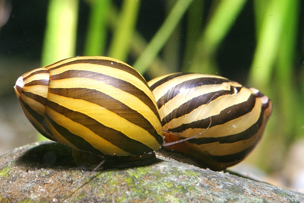 zebra rennschnecke