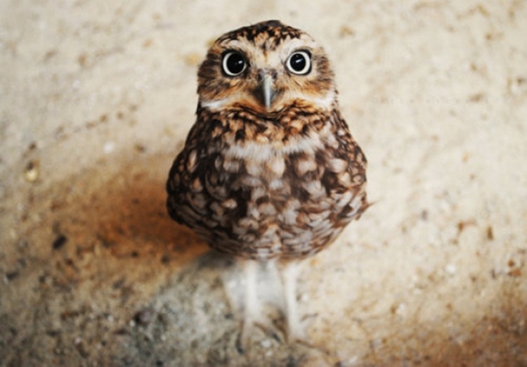 Bilder-Thread l-Cute-baby-owl2