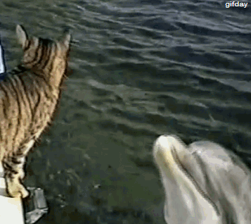 funny-animal-gif-dolphin-pet-a-cat