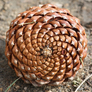 Fibonacci-Spirale