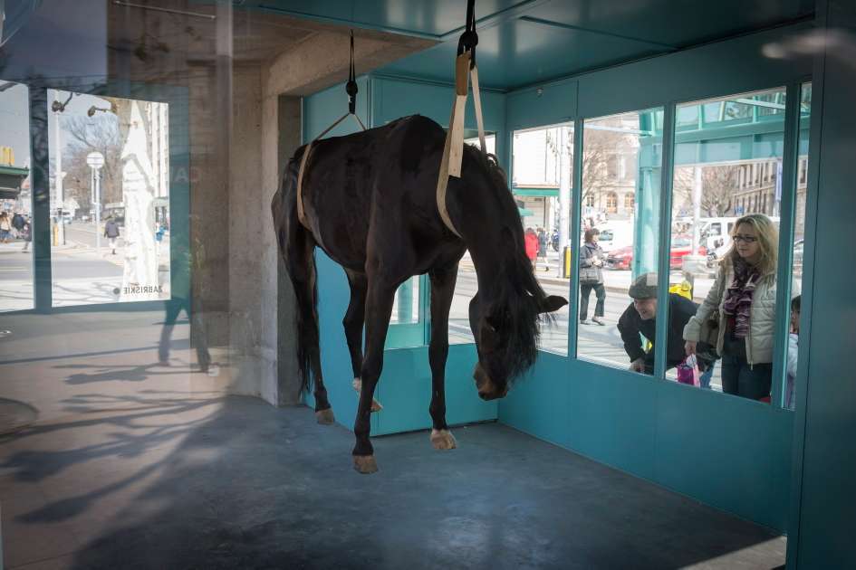 58ad6d Tot-Pferd-Gallerie-Kunst-Genf
