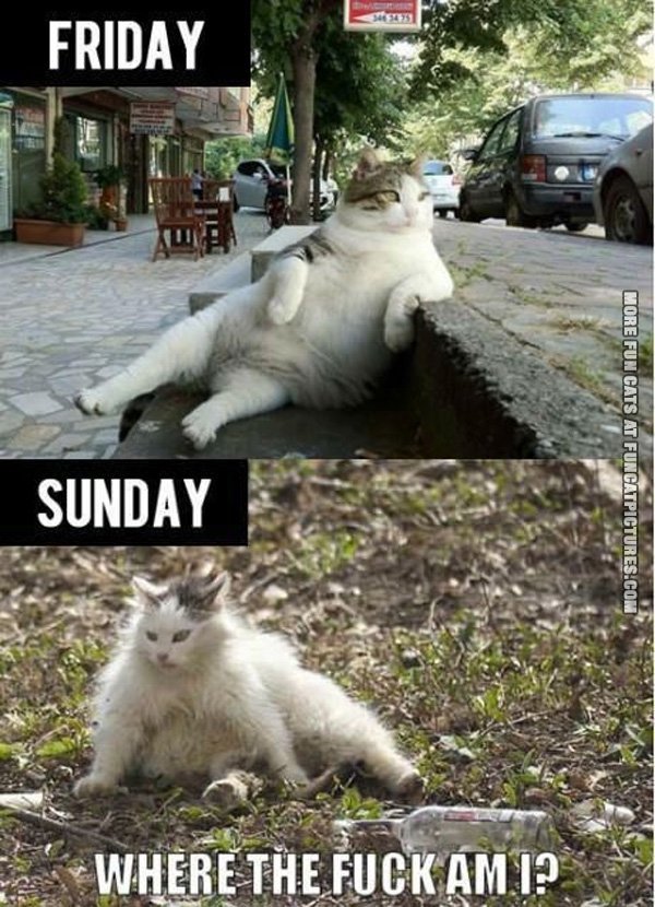 friday-vs-sunday-cat