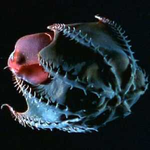 Vampyroteuthis infernalis