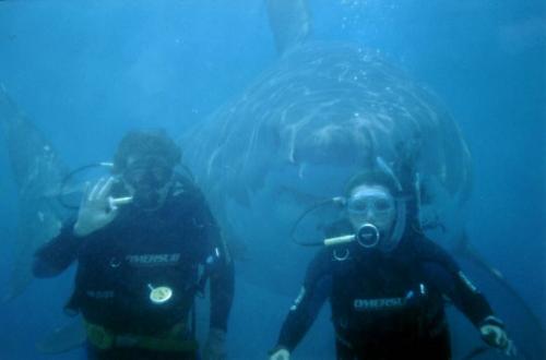 Bilder-Thread shark behind family