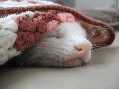 A Ferret Nap 2 by AtticusKZ