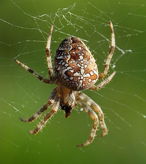 300px-Araneus diadematus Livorno 1