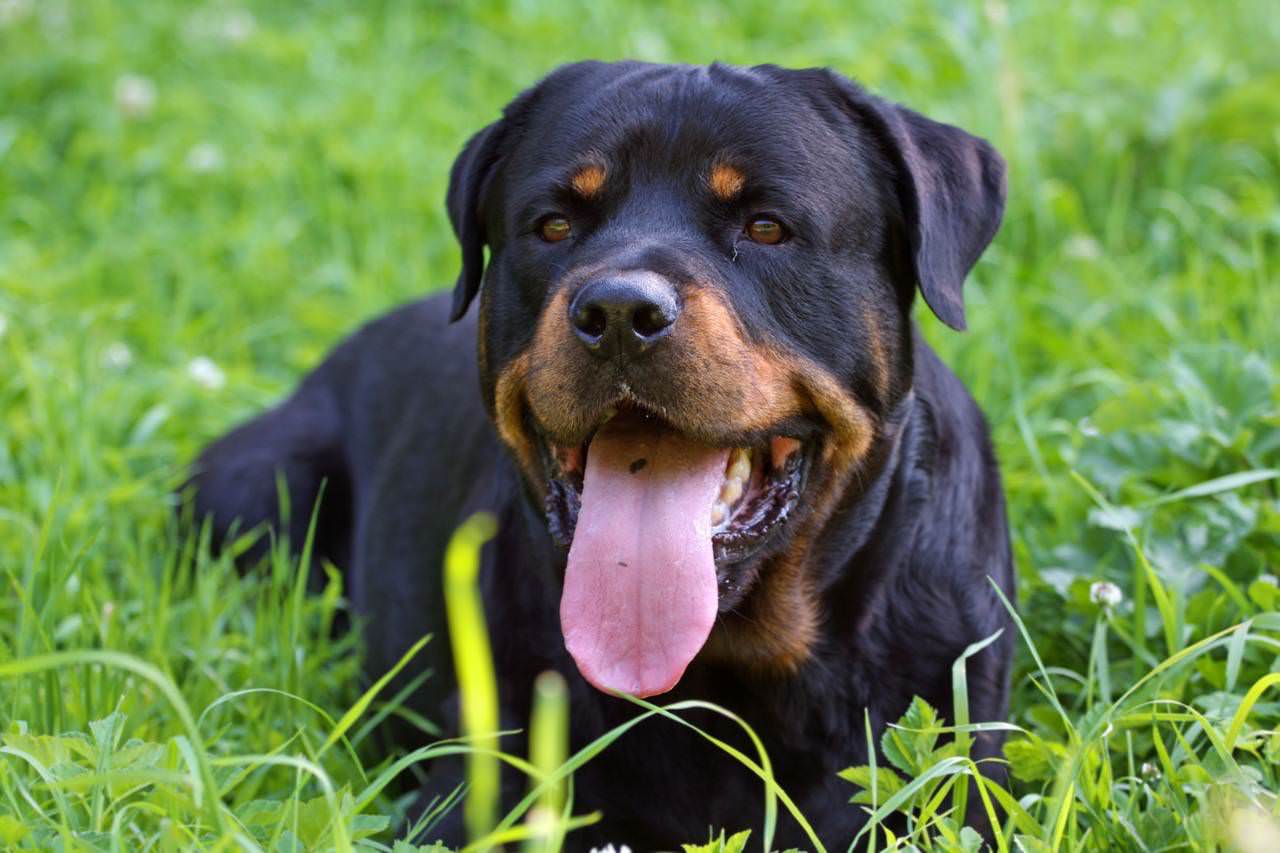 rottweiler-liegend