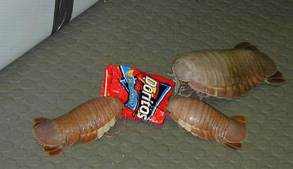 Bilder-Thread giantisopods doritos1