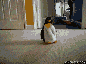 101912 funny-gifs-dachshund-vs-penguin