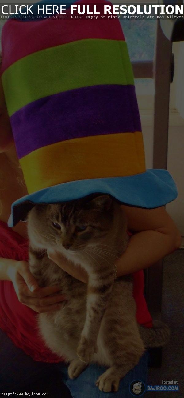 Cats-in-Hats-Caps-funny-pets-kitten-imag