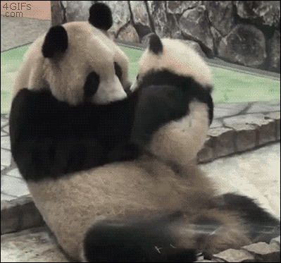 006-funny-animal-gifs-baby-panda-and-mom