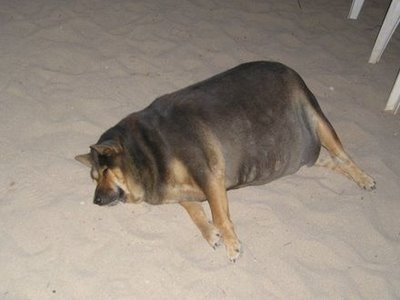 fatdogonsand