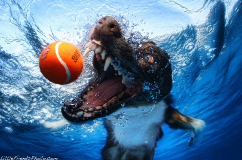 1aef80 underwater-dogs-3