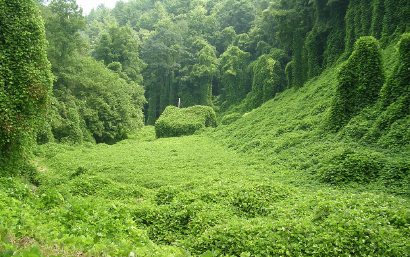 kudzu1