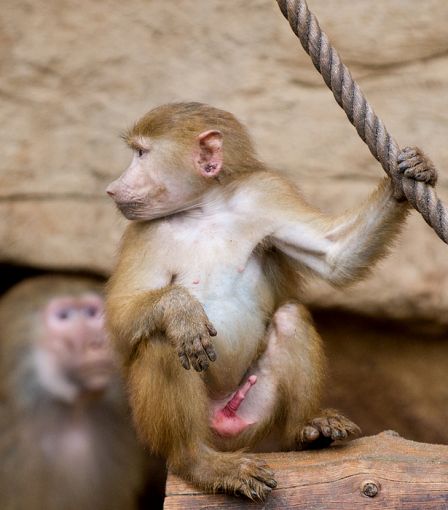 Pavian-Affe-primaten-Aufgeregt-Braun-Ani