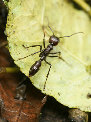 300px-Paraponera clavata