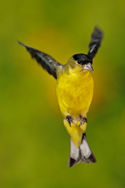 goldfinch-flying