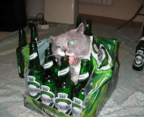 63DrunkCat