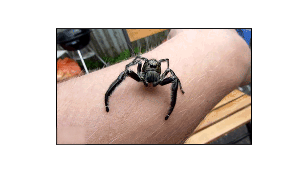 Bildergebnis fÃ¼r spinne gif