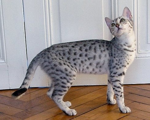 gato-egyptian-mau-13