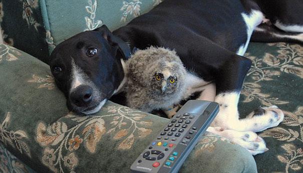 Bilder-Thread unusual-animal-friendship-2-2