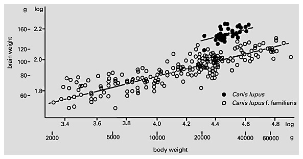 Figure-13-3-Intraspecific-relation-of-br