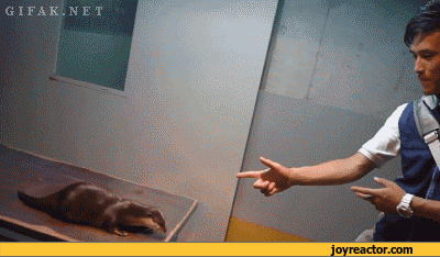 gif-otter-acting-actor-794813