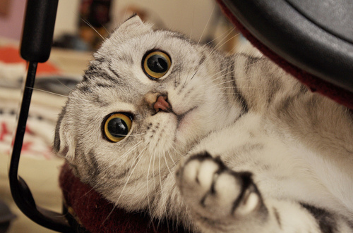 Bilder-Thread cat cute funny kitty scared Favim.com 10