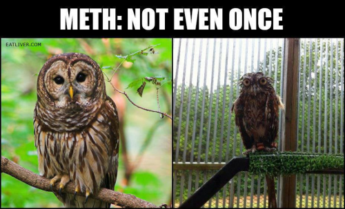 Bilder-Thread Meth-Owl