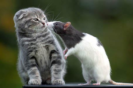 Katze und Ratte