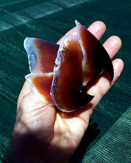 Giant squid beak with hand