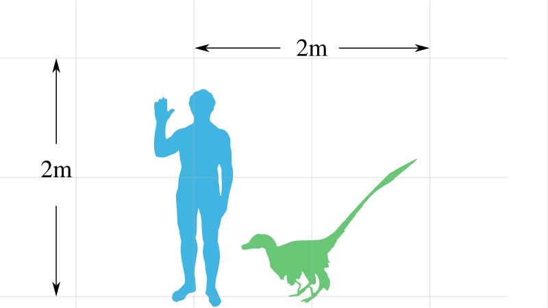 Velociraptor size scale svg