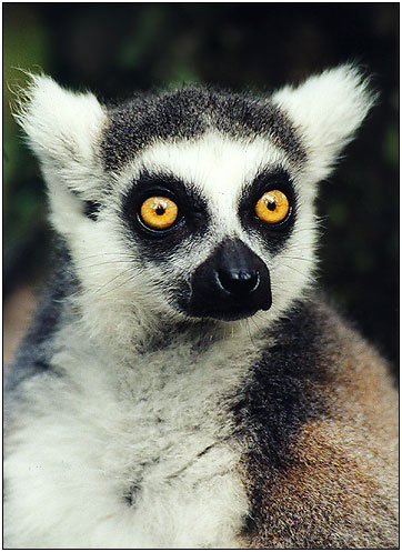 Lemurshocked