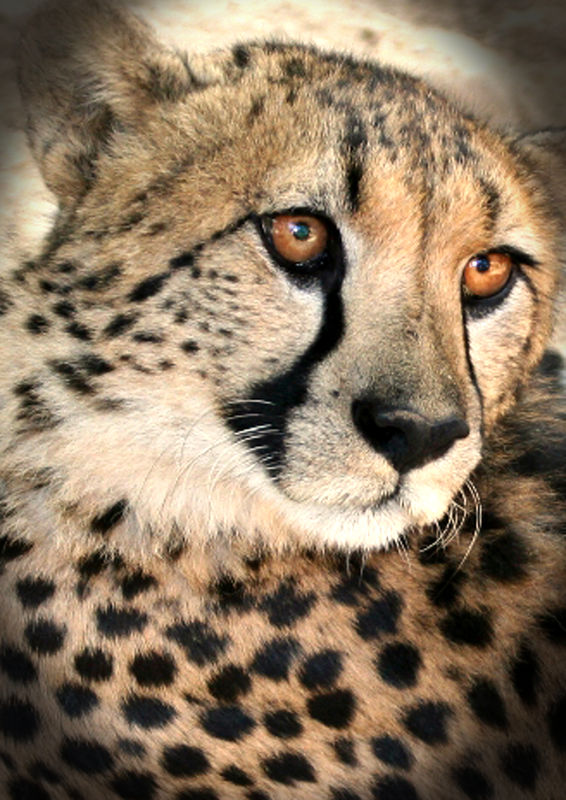 Fumos miese Spelunke thumb-1344923891648-cheetah portrait