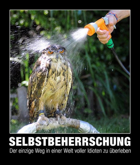 selbstbeherrschung eule