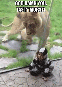 Bilder-Thread Lion-Is-Frustrated-She-Cant-Eat-The-Tast