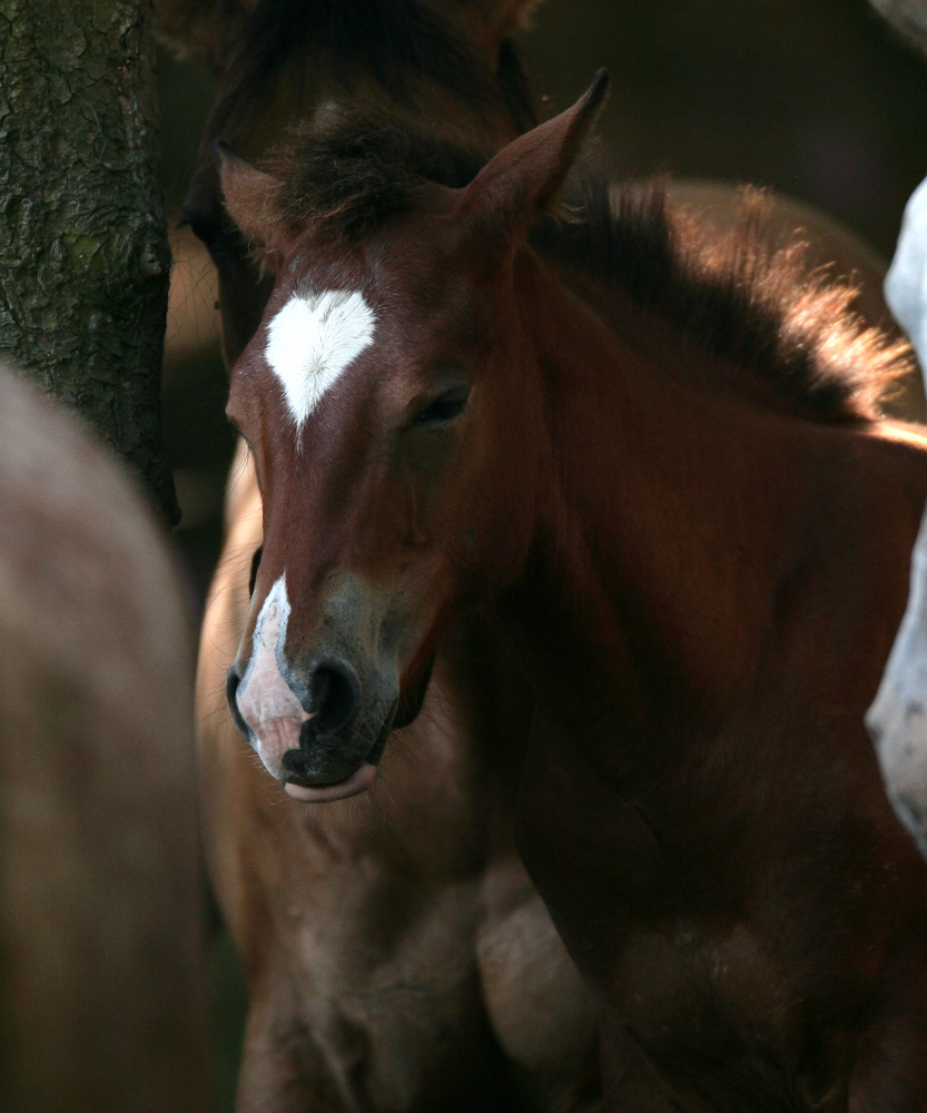 Die schönsten Tiere/Tierbilder der Welt appaloosa-fohlen-74416e49-5d01-4b47-82c5