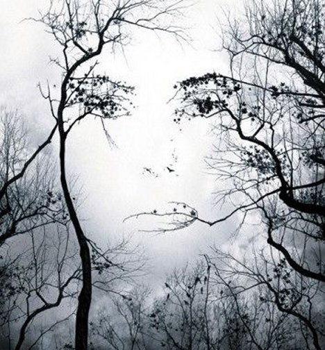 face in trees illusion