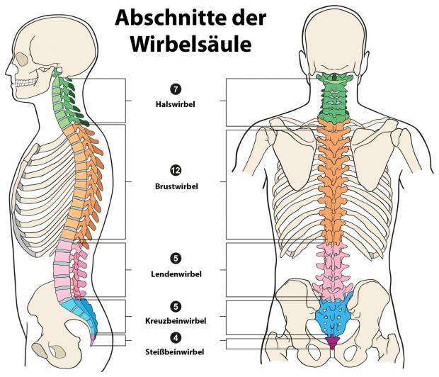 wirbelsaeule-abschnitte