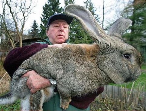 riesen-hase