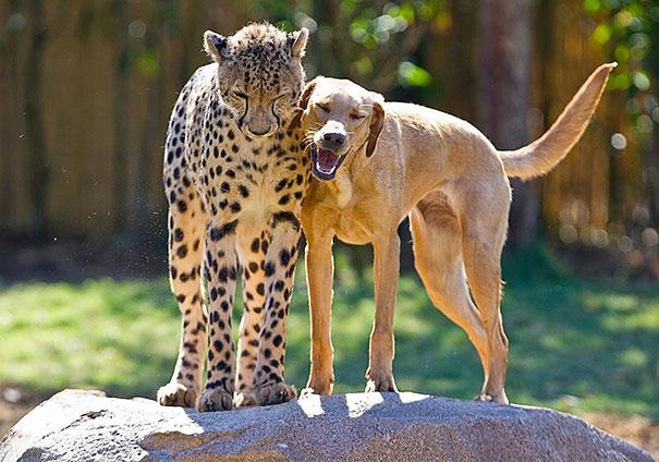 Bilder-Thread unusual-animal-friendship-12-3