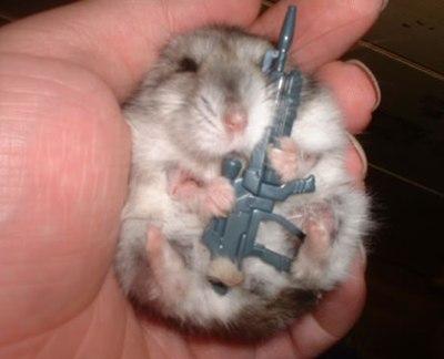 armed-baby-hamster