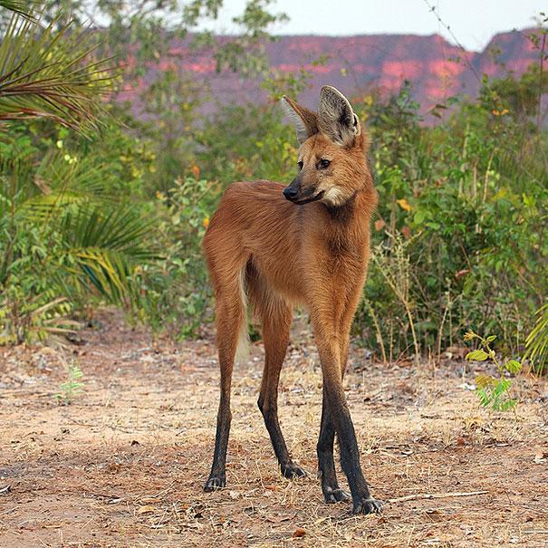 Bilder-Thread strange-animals-you-didnt-know-2