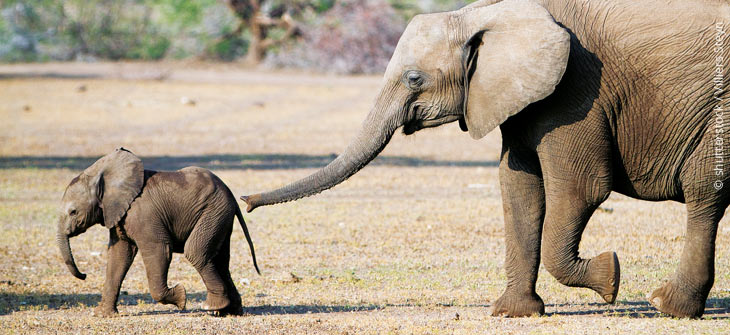 afrikanische elefanten
