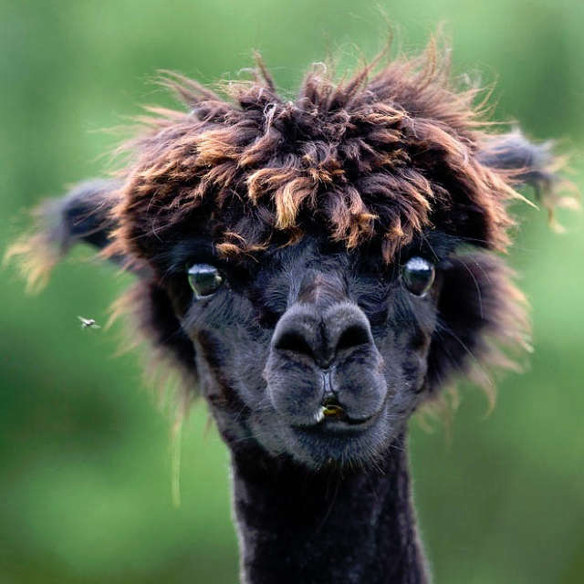 Bilder-Thread 22-amazing-alpaca-hairstyles-10