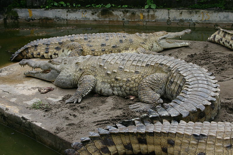9e7cbf Orinoko-Krokodil