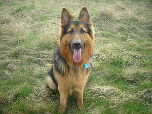 300px-Altdeutscher Schaeferhund