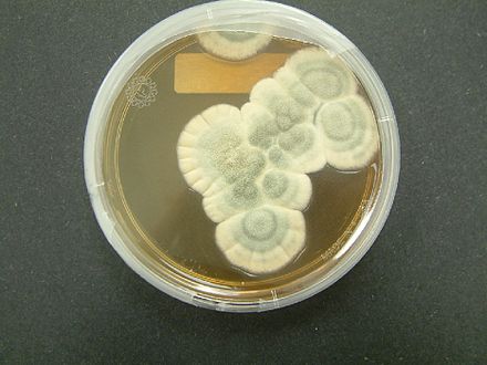 440px-Penicillium notatum
