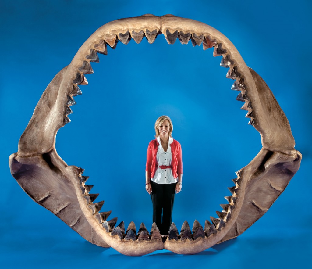 largest-Megalodon-jaw-fossil-1024x882