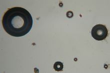 220px-Bubbles-microscopic-artefact